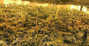 Britain's biggest cannabis farm is in Kent and it's legal