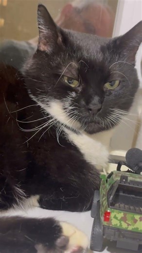 Purring Cat sound for Relaxation and deep sleep. Cat purr. Relaxing video for sleep #purr #relaxing