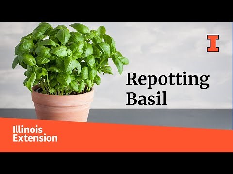 How to Repot Basil