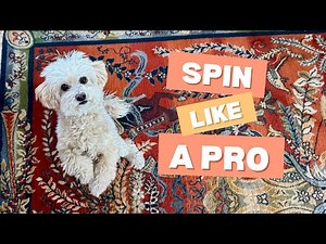Teach Your Maltipoo to SPIN in 3 Easy Steps!