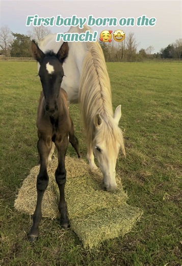 Exciting Arrival of Andalusian Colt Named Altivo!