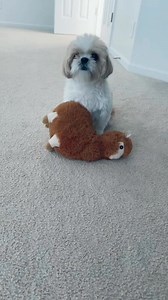 222K views · 8.6K reactions | Did she smack my hand 藍 #no #stop #sharing #dog #pet #shihtzu #fyp | Thatdogstella | Facebook