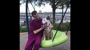 We’ll be highlighting free adoptable animals throughout September! Each of the staff members made a video of their favorite animal in the shelter who qualifies for a free adoption! Derek chose to highlight his buddy Helo - a playful senior pup looking for a home! | Bishop Animal Shelter, SPCA of Manatee County, Inc.
