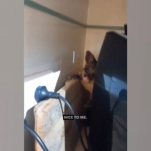 781K views · 24K reactions | Here's me commentary on a possum gettin' evicted  | Ozzy Man Reviews | Facebook