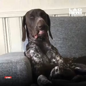 These dogs have the best facial expressions...🐶😂 | LADbible New Zealand