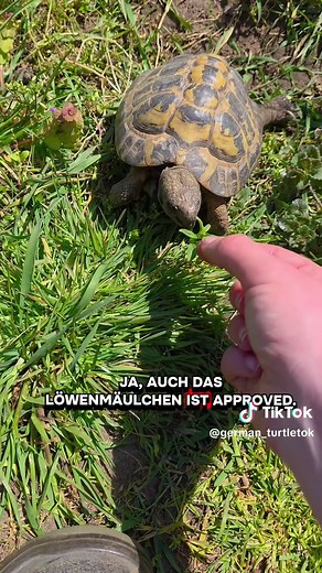 Futterpflanzen für Landschildkröten: 5 sichere Pflanzen (2026)