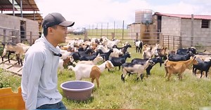 Quang Linh Vlog đau xót vì trang trại mất 70 con dê, hàng chục tỷ đầu tư có nguy cơ đổ sông đổ bể