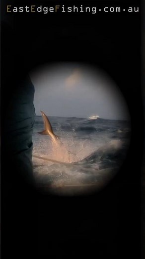 Shark flies high for Spanish Mackerel - Shark depredation
