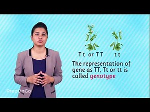 Heredity and Evolution - Understanding Basic Terminology | Mendel's experiment