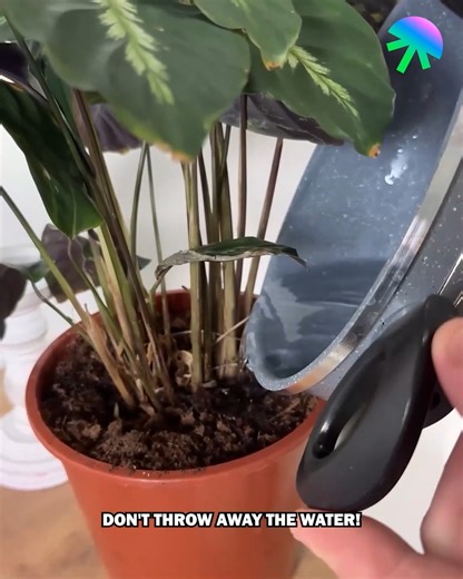 211K views · 1.8K reactions | Cleaning Hack with Eggshells | Magic Hands Creations | Facebook