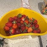 Berry Picking Basket - 3L Hands-Free Fruit Picking Bucket with Adjustable Strap (Pink)