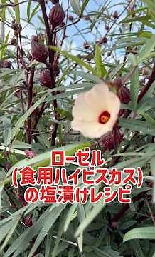 [Instead of pickled plums and red shiso!] Recipe for salted roselle (edible hibiscus)