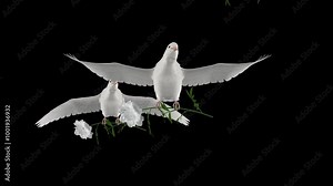 3 White Doves with White Flowers - Flying Transition - Alpha Channel - Greeting realistic 4K UHD 3D animation of romantic pigeon birds bringing white blooming peony blossoms