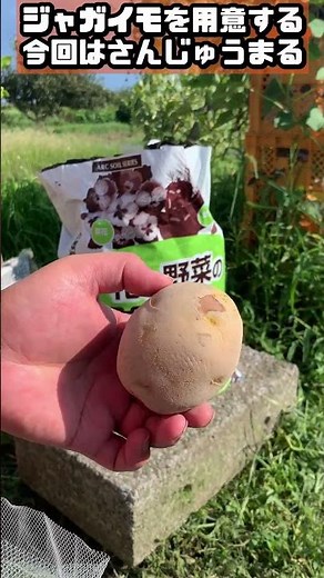 秋ジャガイモの植え方 コンテナ栽培【ジャガイモ】 #家庭菜園 #ジャガイモ #コンテナ