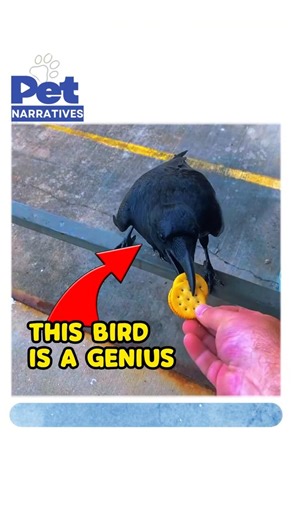 Watch This Raven’s Genius Problem Solving 🐦🧠