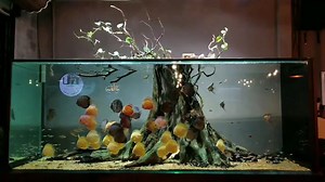 92K views · 978 shares | The Discus Tree <3 Amazing Set Up and Discus Collection by Minh Cuong Van (Vietnam) And That spectacular Lighting. Enjoy all !!! For a much better View watch it on my youtube channel and subscribe please: https://www.youtube.com/watch?v=ujAlszV5DAE | Volkers Discus Paradise Berlin | Facebook