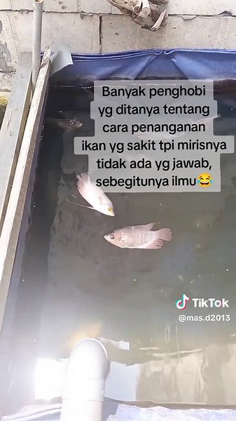 Tips Memilih Bibit Ikan Gurame yang Berkualitas