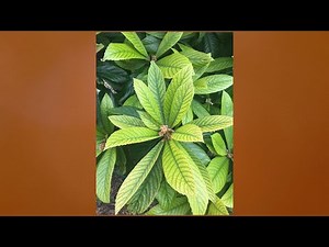 How to Fertilize Trees & Loquat Iron Chlorosis |Daphne Richards |Central Texas Gardener