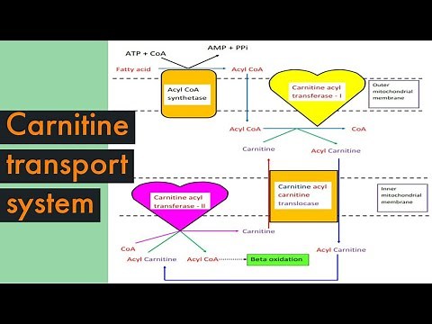 Carnitine transport system in Biochemistry :Role of Carnitine in fatty acid oxidation & significance