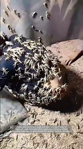 Locust Harvest: Turning a Swarm Into a Resource