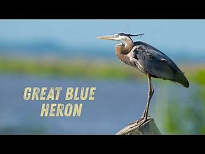 The Great Blue Heron Bird: A Living Dinosaur and Silent Predator