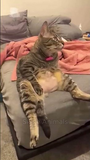 cat uk Best Cat Moments 🐈 | TRY NOT TO LAUGH – FUNNY Cat Compilation 😹 #funny #cat