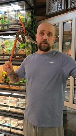 Morelia spilota#moreliaspilota #carpetpython #snake