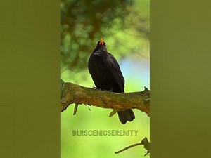 Common blackbird