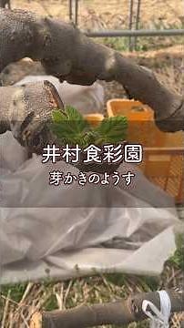 【新芽が伸びる季節、イチジク畑の芽かき作業】