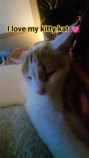 Dads cutest little kitten 😍 #cat #kitten #pets #petsrule #cutepet #dads