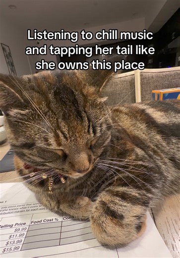 The Cat with Expensive Taste and No Income