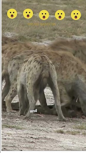 Watch Hyenas Outsmart Their Prey at Night!
