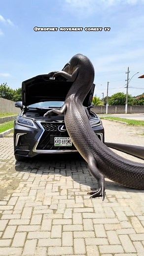 Giant Snake Found in Car Bonnet