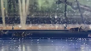 Blunt Nose Elephant Nose Fish - Campylomormyrus tamandua Also known...