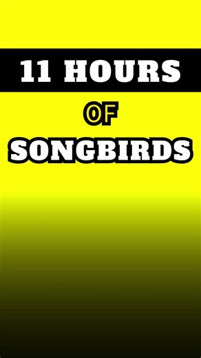 🐦SONGBIRDS 🟨YELLOW SCREEN 🌲Nature Sounds ⏳11 Hours