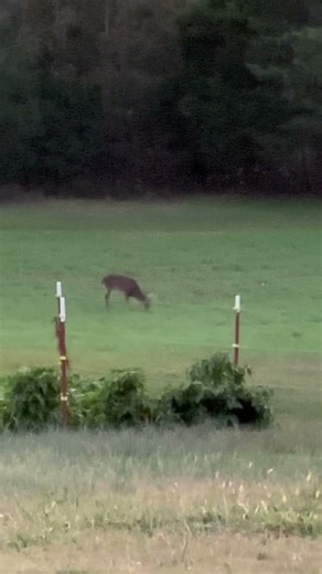 8 POINT BUCK EATING BUCK FORAGE OATS FOOD PLOT! #short #deer #viral #shorts #deerhunting #hunting