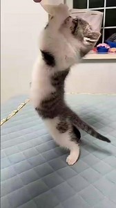 Funny Moments of Kitten Drinking Milk 😺🥹 😂#kitten #pets #funny #animals #cats