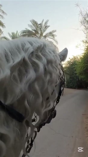 #الخيل #الخيل_العربية_الأصيلة #ابو_الوكيل