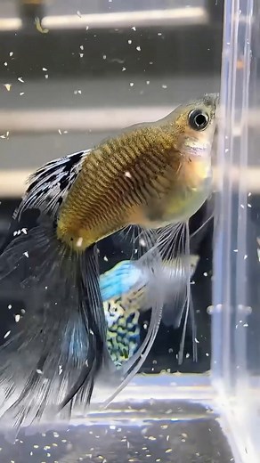 43K views · 637 reactions | new generation of fancy guppies.. #aquarium #aquariumhobby #fishkeeping #guppies | Hendrix backyard TV | Facebook