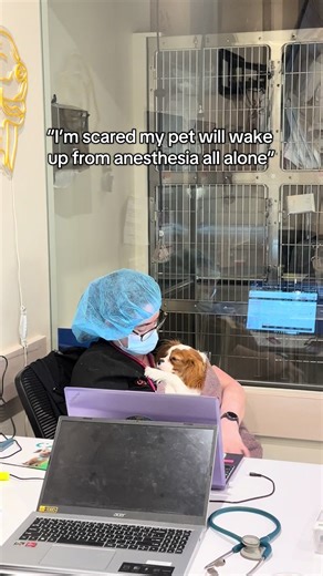 Understanding Post-Anesthesia Care for Pets