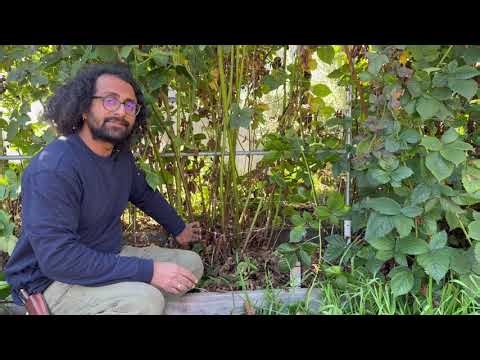 Pruning Prime Ark Freedom Blackberry - NEVER ENDING GARDENING COURSE