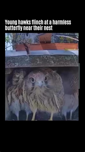 archive on Instagram: "Baby hawks, known as eyasses, are still learning about the world, so even the smallest surprise can seem like a threat. In this clip, a butterfly flutters near their nest, and the young hawks react as if it were something dangerous. For them, this is part of growing up. Every sound and movement sharpens their instincts, teaching them to tell the difference between harmless encounters and real dangers. It’s a funny contrast — one day they’ll be powerful hunters, but for now