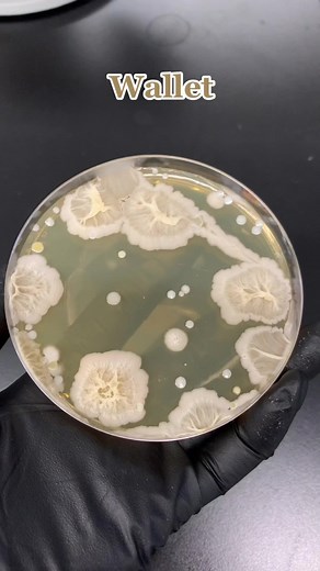 Growing Science Experiment on a Subway Seat