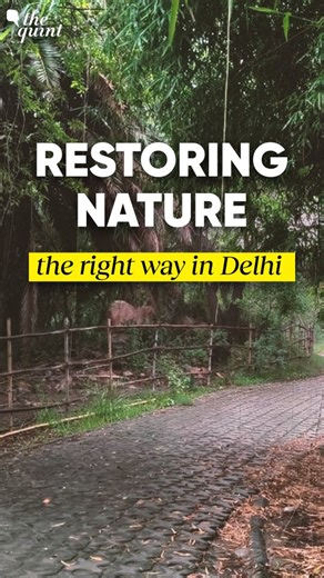 Once a barren wetland, Delhi’s Yamuna Biodiversity Park is now a thriving urban forest, home to several species of plants, migratory birds, and native wildlife. Wildlife biologist Dr Faiyaz Khudsar takes The Quint on a walking tour of the park and shows us some of its hidden wonders. True restoration, he says, goes far beyond just planting trees; it’s about rebuilding entire ecosystems. @anoushkarajesh reports. Watch the full video on The Quint - LINK IN BIO #Delhi #Biodiversity #Forest #Yamuna 