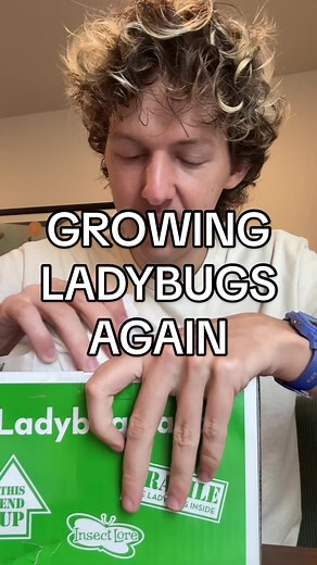 GROWING LADYBUGS AGAIN @TyBott | ladybug growing kit