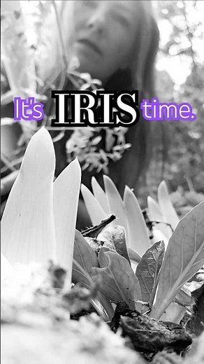 Spring IRIS Prep 🌱 Growing Home Gardening #irises #pruningirises