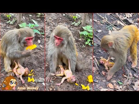 Poor mother monkey was injured and could not take good care of her baby monkey.