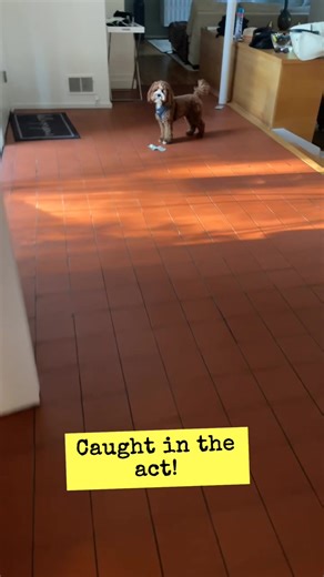 This is getting expensive! #dogtricks #naughtydog #baddog #cockapoo #funnydog