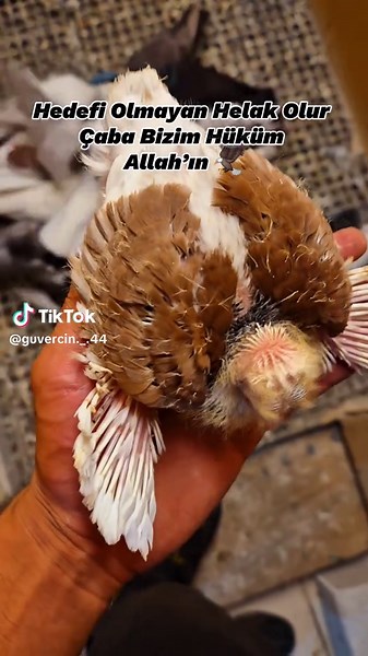 EGE BÖLGESİ TAKLACI GÜVERCİN (@ege.bolgesi.guvercin) adlı kullanıcının orijinal ses - EGE BÖLGESİ TAKLACI GÜVERCİN ile oluşturduğu videoları