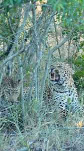 1.7K views · 50K reactions | Maribye male and Cara Mating yesterday in Buffelshoek  ======================= #leopard #leopards #sabisands #africa #africananimals #naturelover #nature #wildanimals #wildplanet #kruger #krugernationalpark | The Experience Africa | Facebook